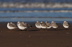 David Plant Photography - Wildlife Photographer - Sanderling flock on beach - A
